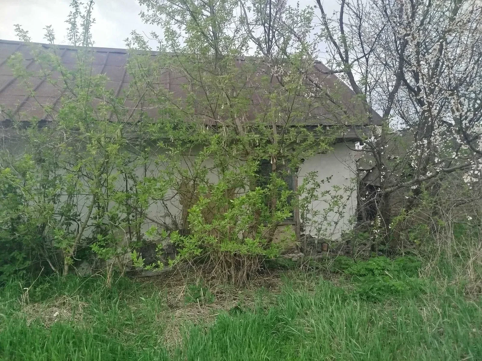 Дача, Драбів: річка поруч, 65 соток, приватизована земля - фото 5