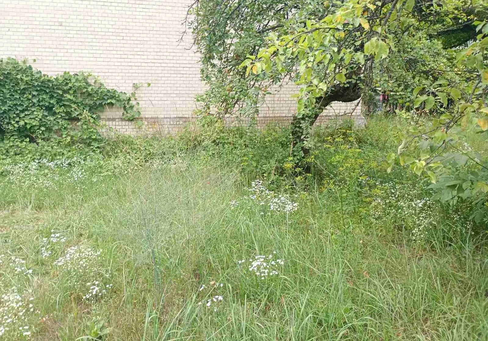 2-кімнатна квартира, Броди: закритий двір - фото 2