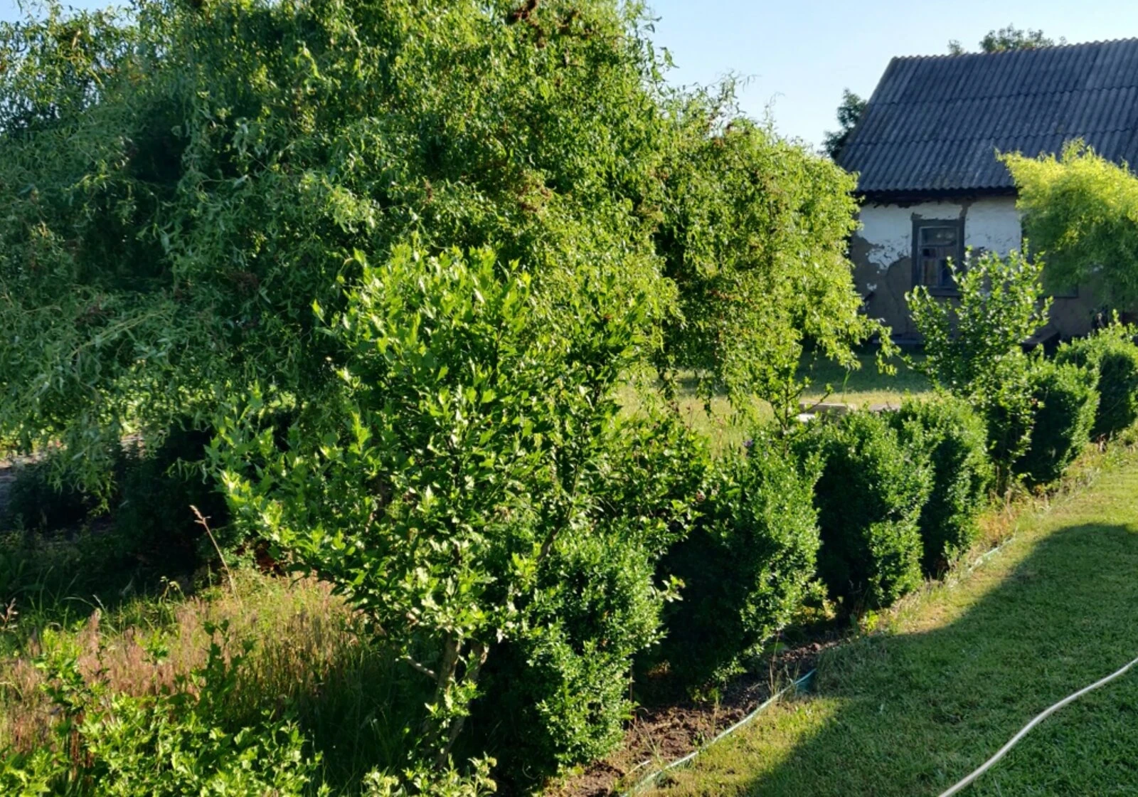 Ділянка 25.09 соток, Леськи: під житлову забудову, чорнозем - фото 4