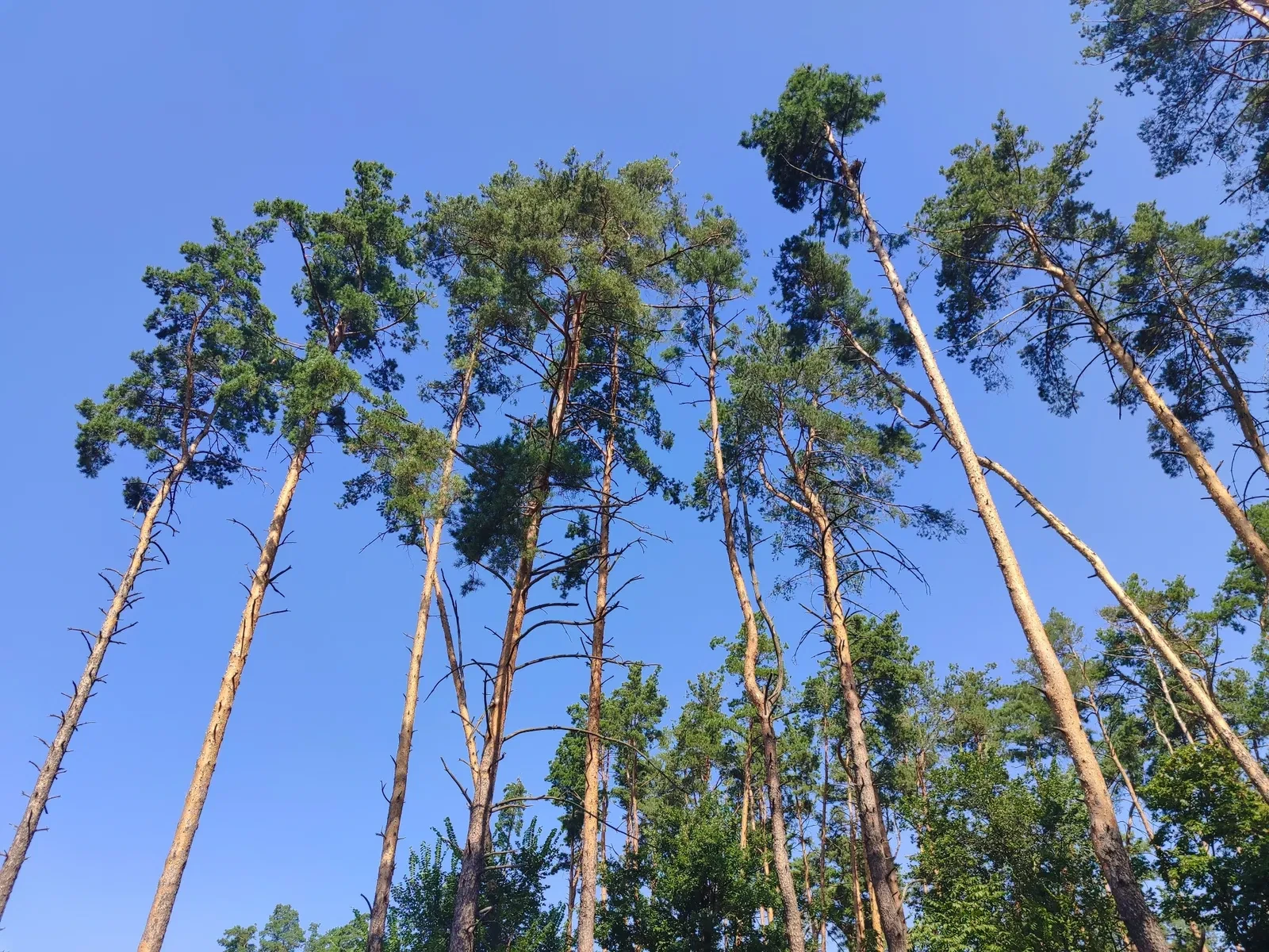 Ділянка 10 соток, Лісова Буча: під забудову, газ за 15 м - фото 2