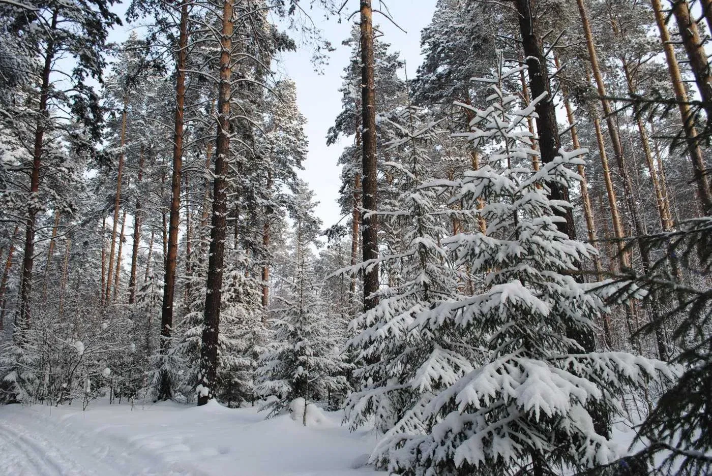 Дом, Голосеевский: выход к озеру, панорамные окна, фото 4