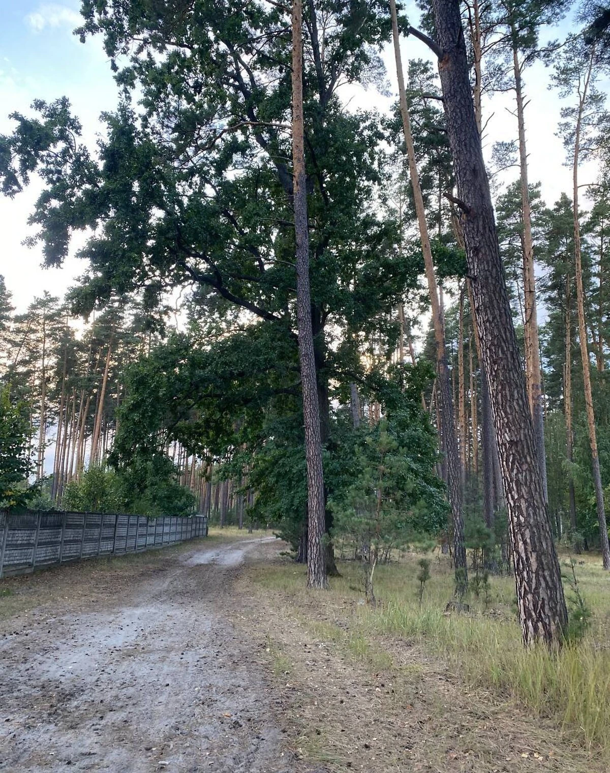 Ділянка 22 сотки, Клавдієво-Тарасове: під житлову забудову, газ та електрика - фото 3