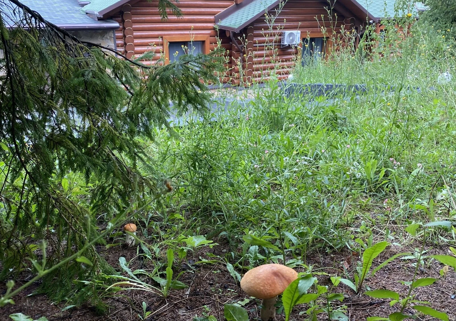 Дача, Сторожинец: бассейн, 5 спален, резервное питание, фото 5