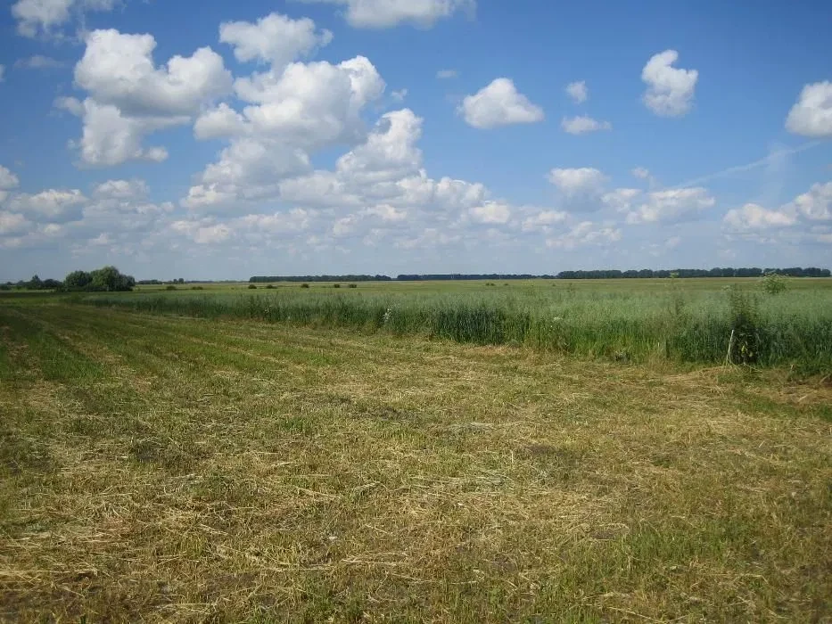 Ділянка 35 соток, Петрівка: 25 під будівництво, газ, фото 2