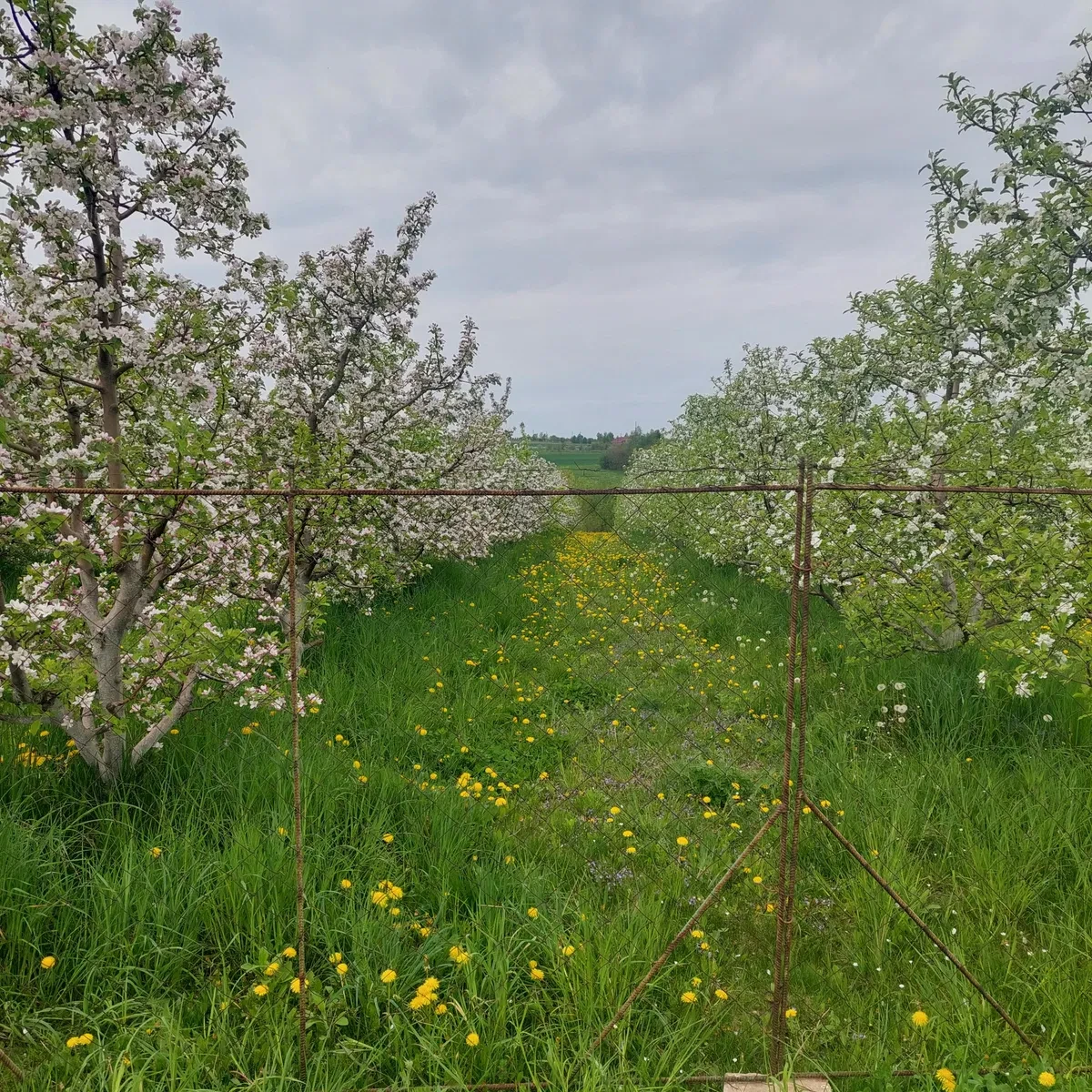 Ділянка 39 соток, Стуфчинці: сад із прибутком, під забудову, фото 5