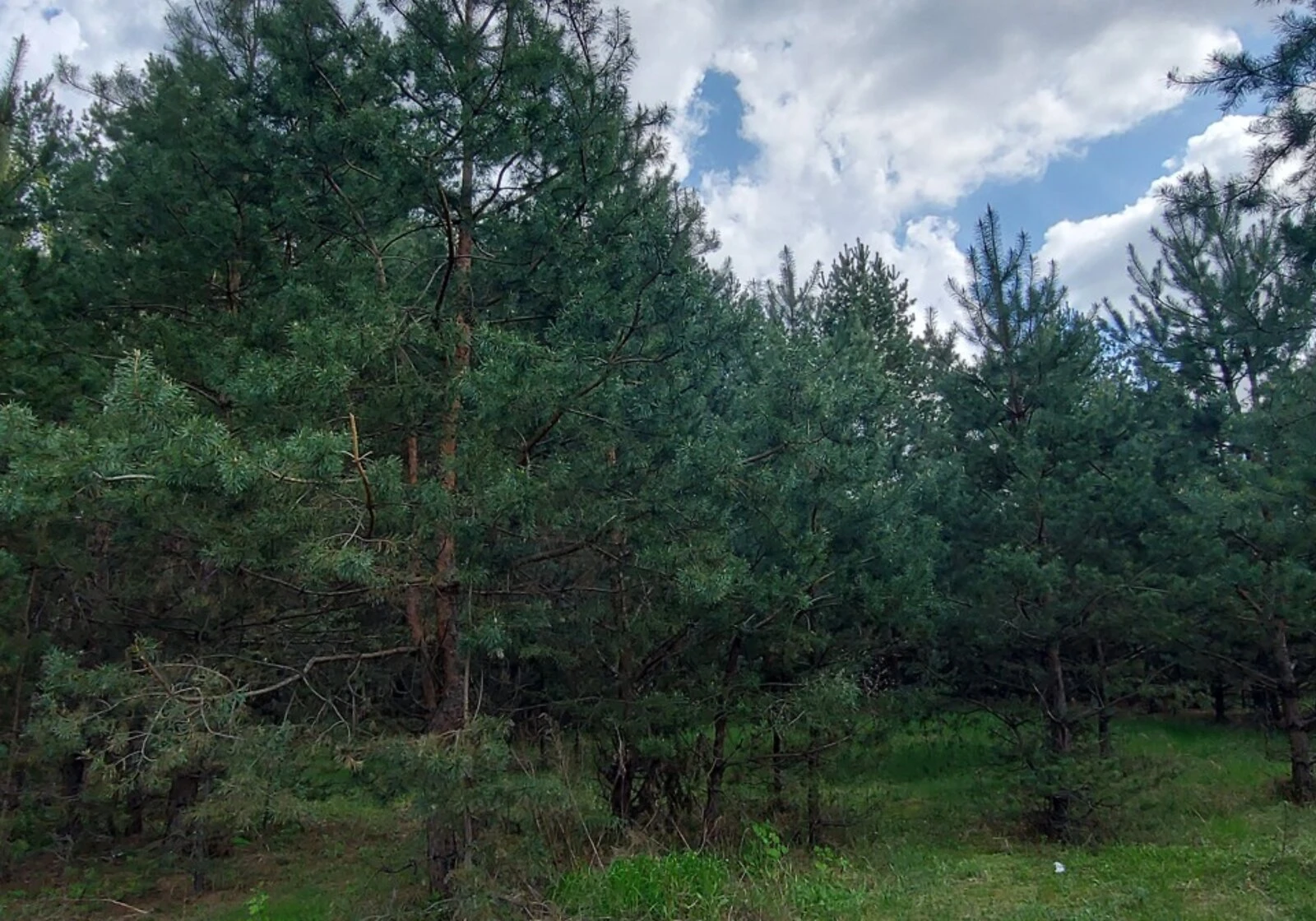 Участок 10 соток, Терентиевка: под жилую застройку, садоводство, фото 5