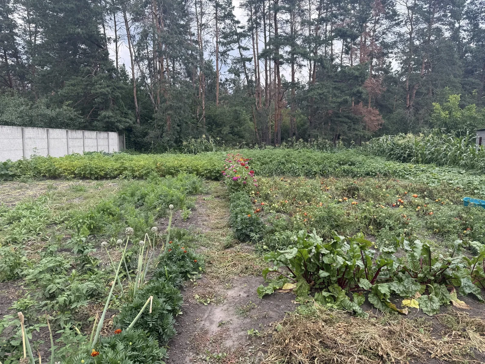 Дом, Орловщина: выход к сосновому лесу, рядом с рекой, фото 5