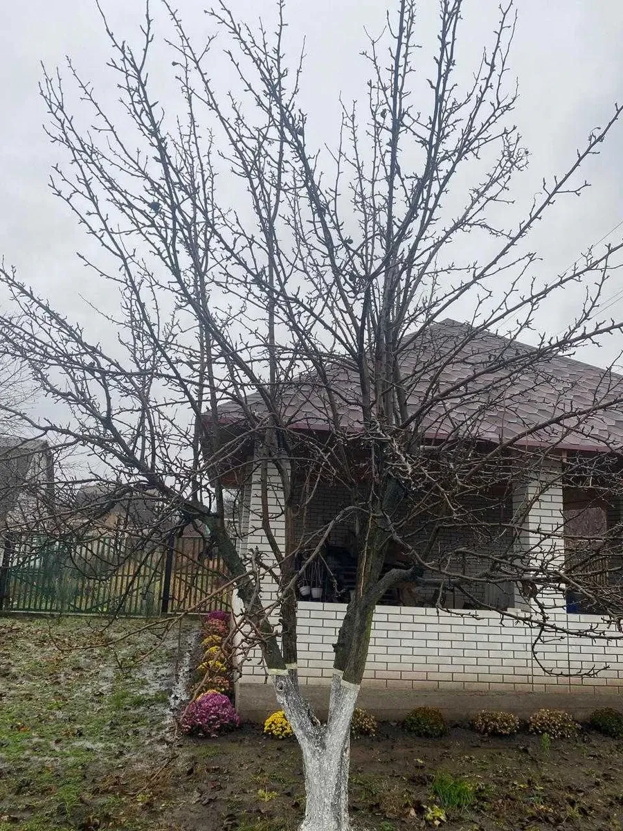 Дача, Вільнокур'янівське: опалення без електрики, альтанка 6 на 6 м, фото 5