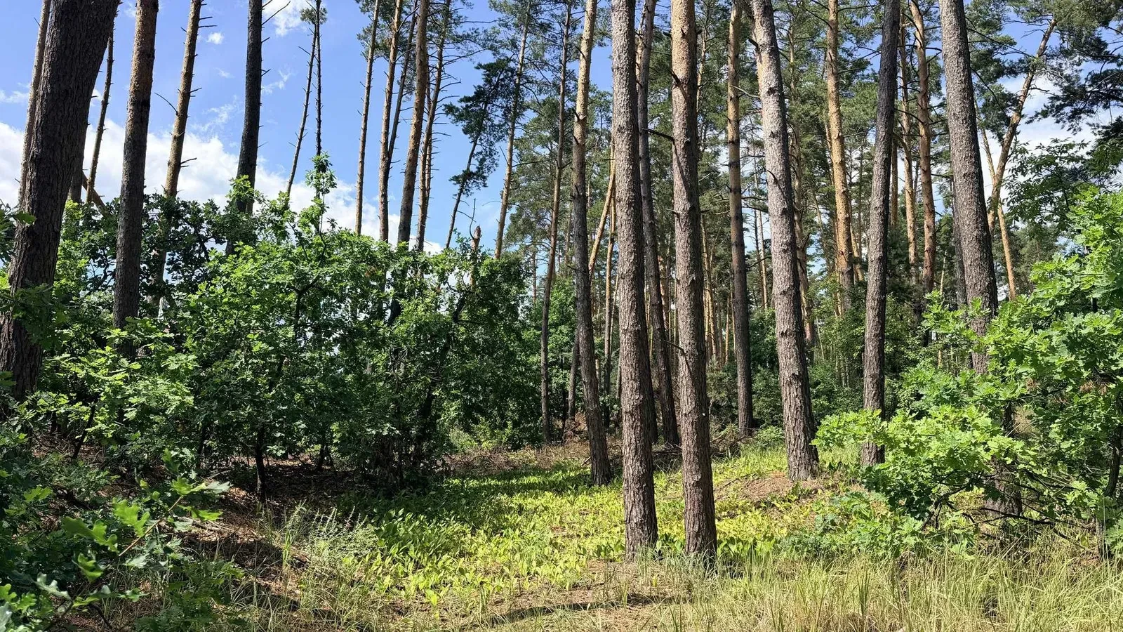 Ділянка 12,5 соток, Кедина Гора: під забудову, 100 м до Дніпра - фото 2