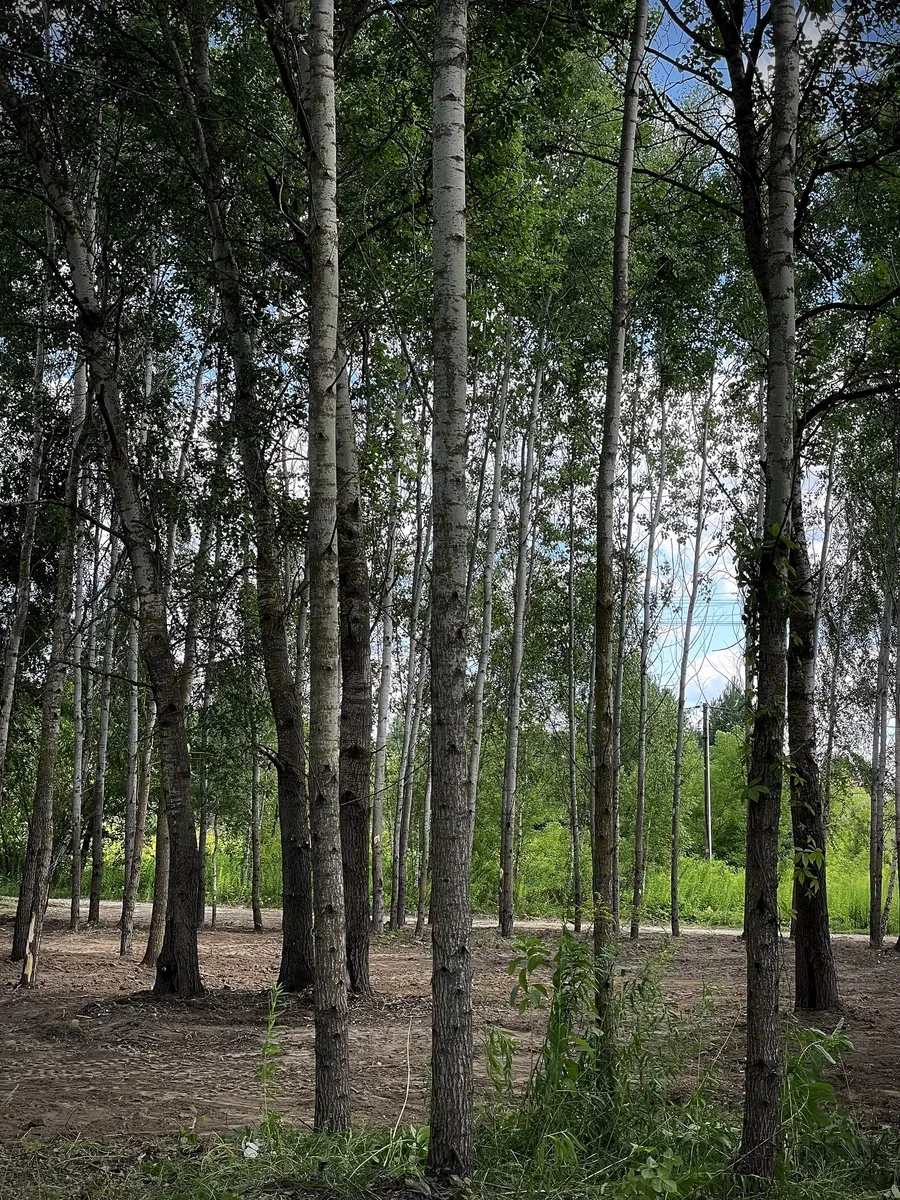 Ділянка 15 соток, Рославичі: світло на ділянці, газ уздовж вулиці - фото 1