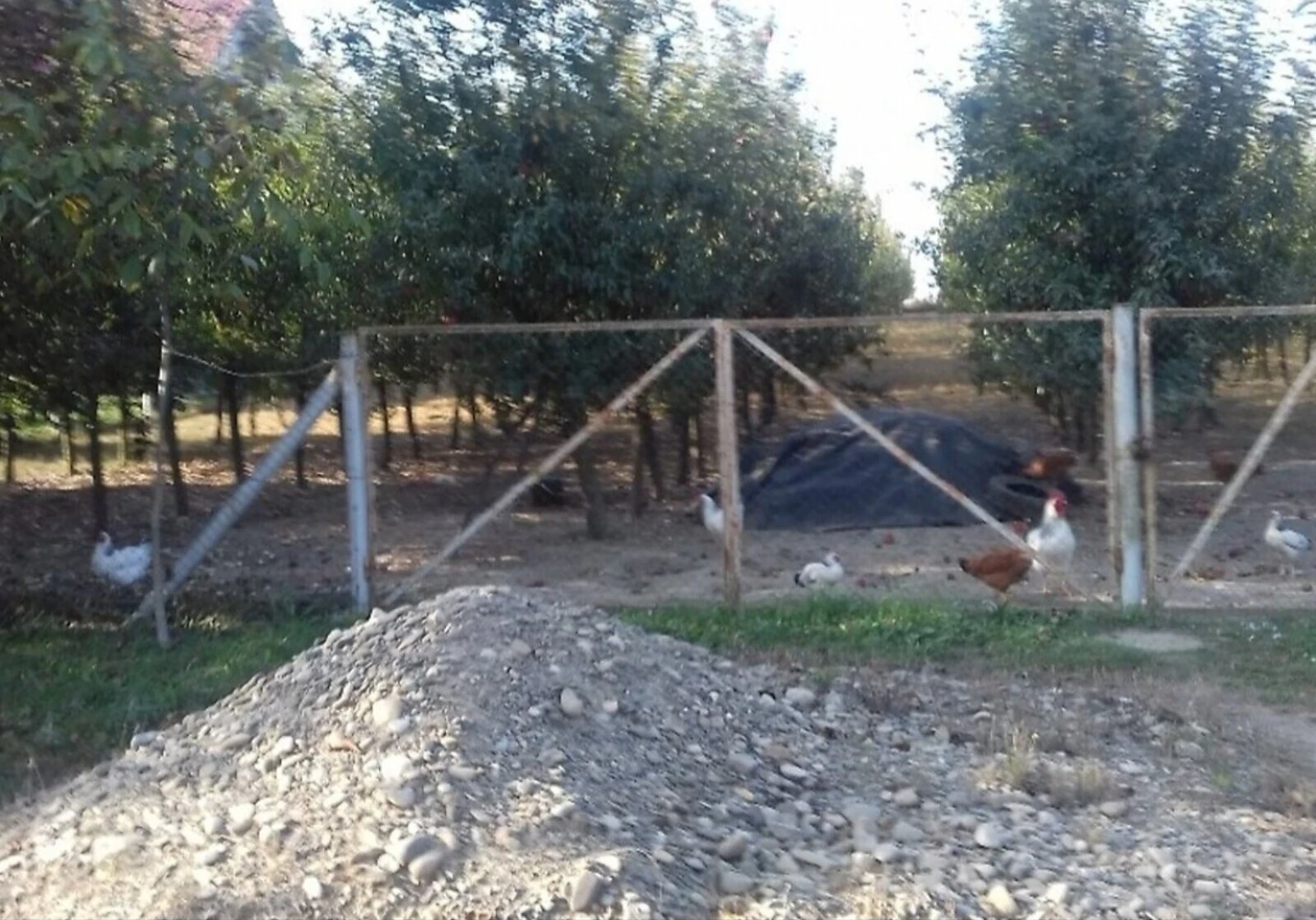 Ділянка 43 соток, Рідківці: під житлову забудову, 1-ша лінія - фото 1