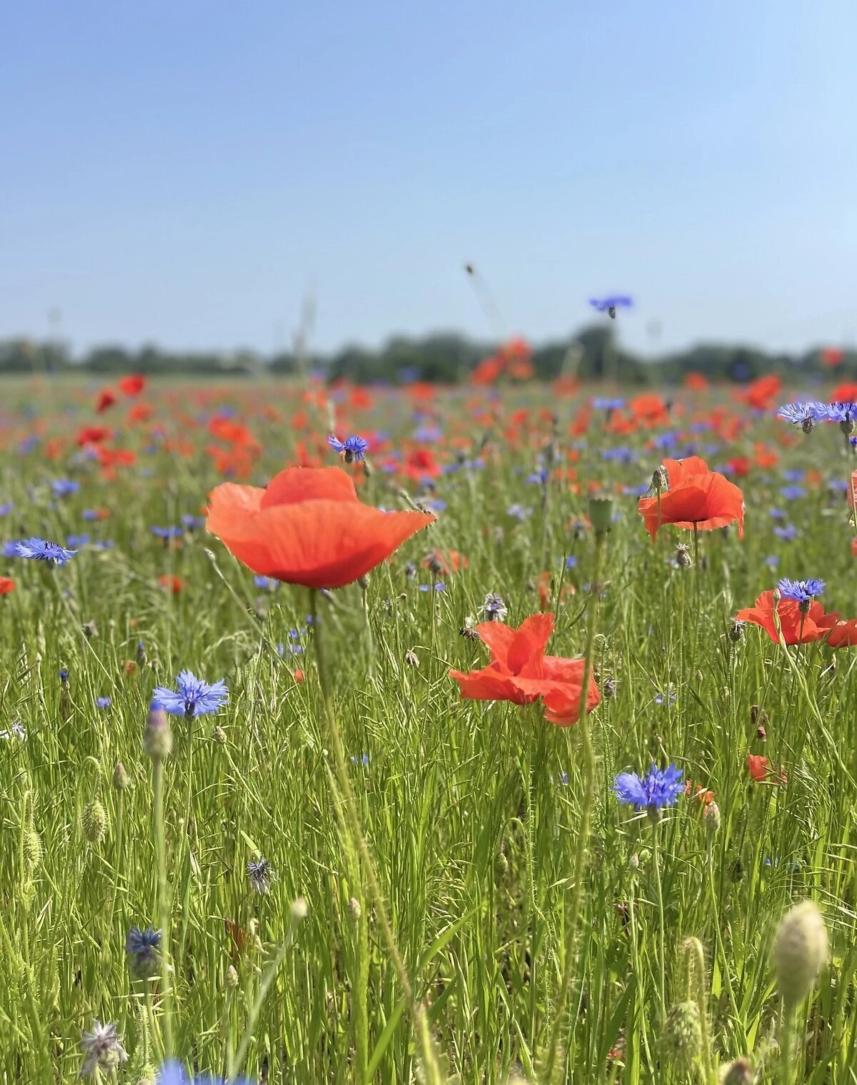Будинок, Вороньки: бесідка, 70 соток, єОселя, фото 5