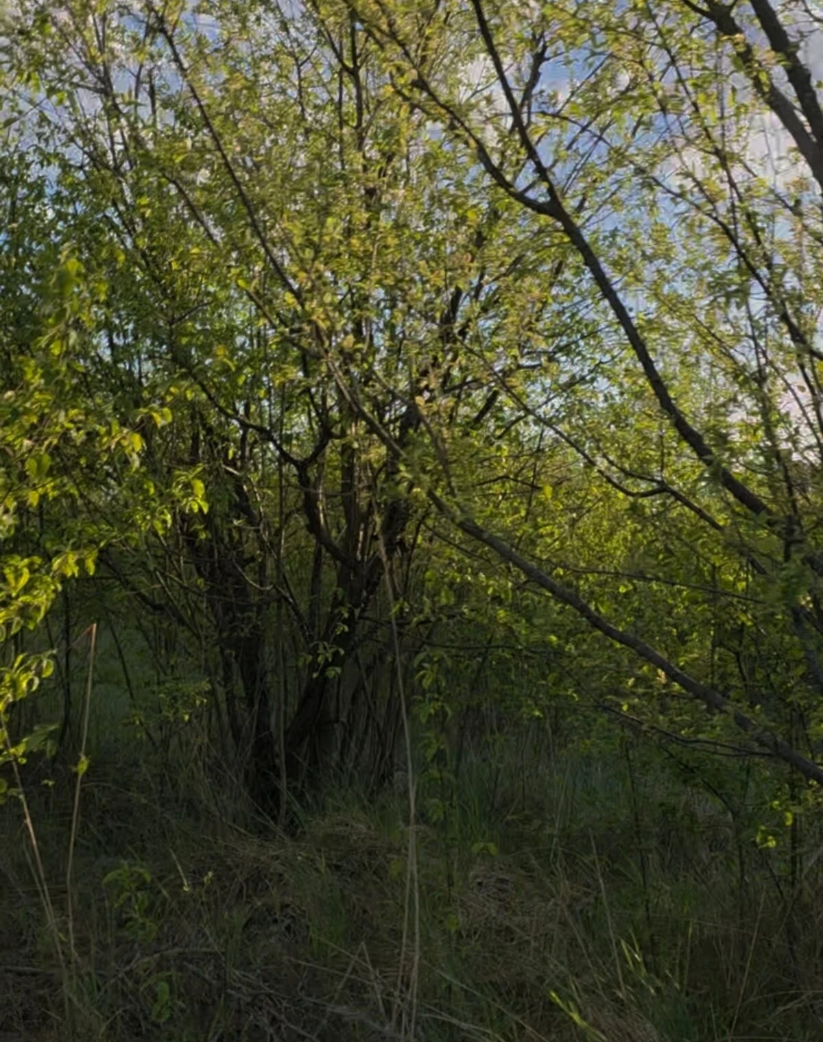 Ділянка 21 соток, Руські Комарівці: житлова забудова, під гараж - фото 3