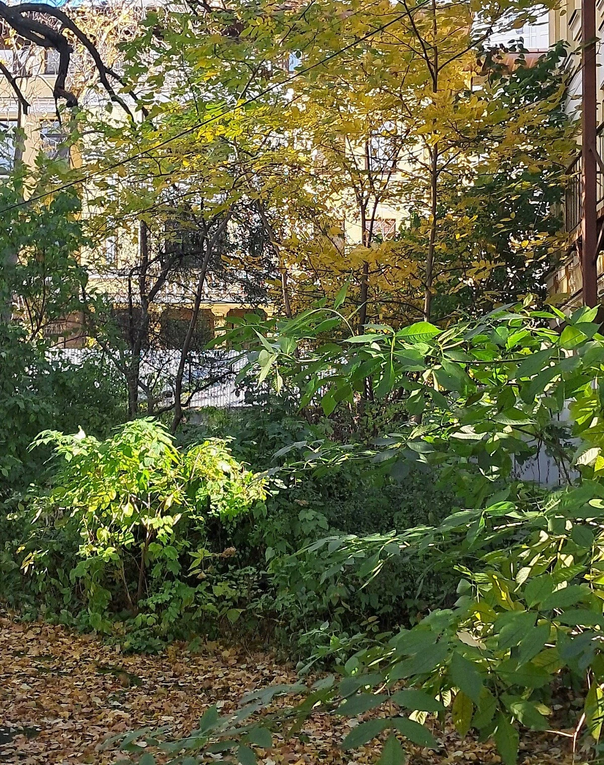 Ділянка 10 соток, Лук'янівка: під житлову забудову, сад - фото 5