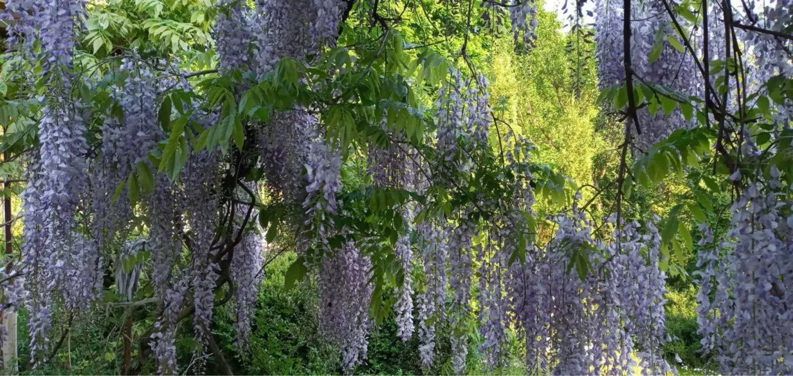 Дача, Васильків: гараж, 16 соток, 5 км до міста - фото 4