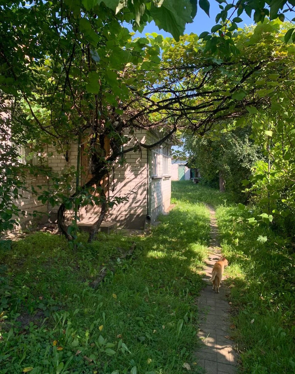 Будинок, Турійськ: 30 соток, бесідка, свердловина, фото 3