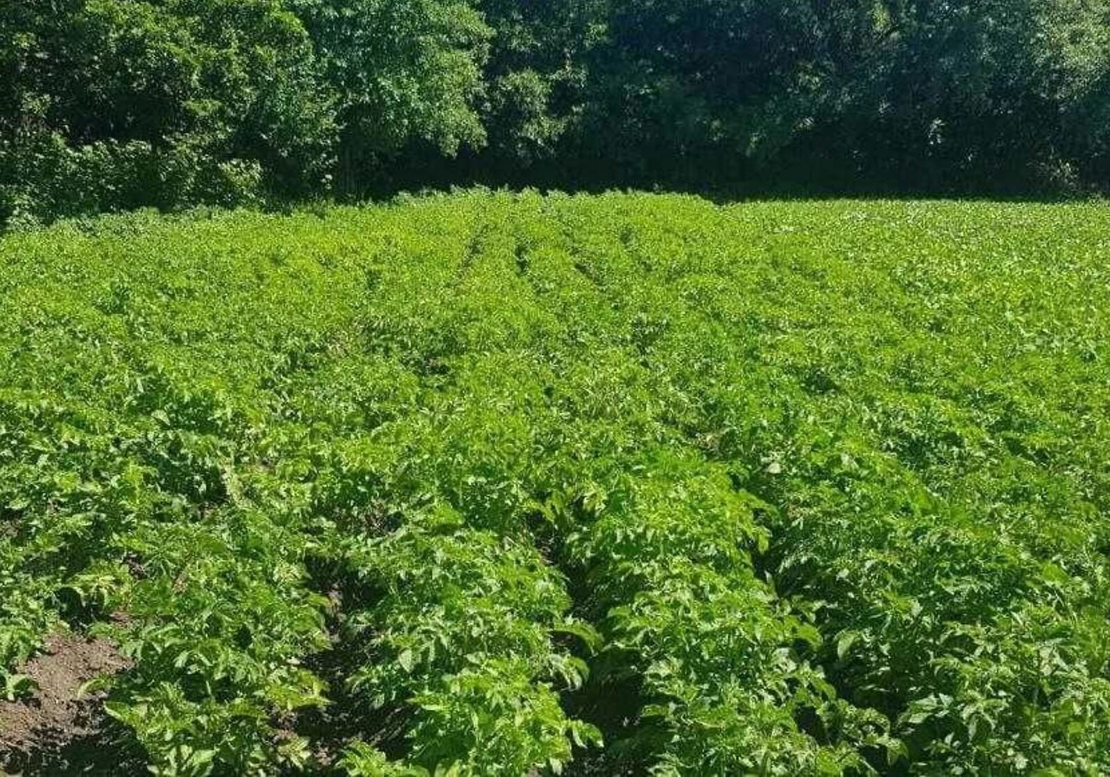 Будинок, Прихідьки: літня кухня, 60 соток, фото 5