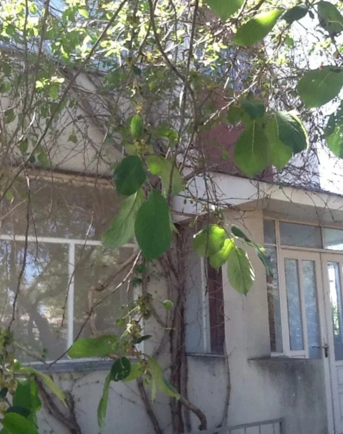 Будинок, Баштанка: гараж у дворі, 8 соток, 3 санвузли - фото 1