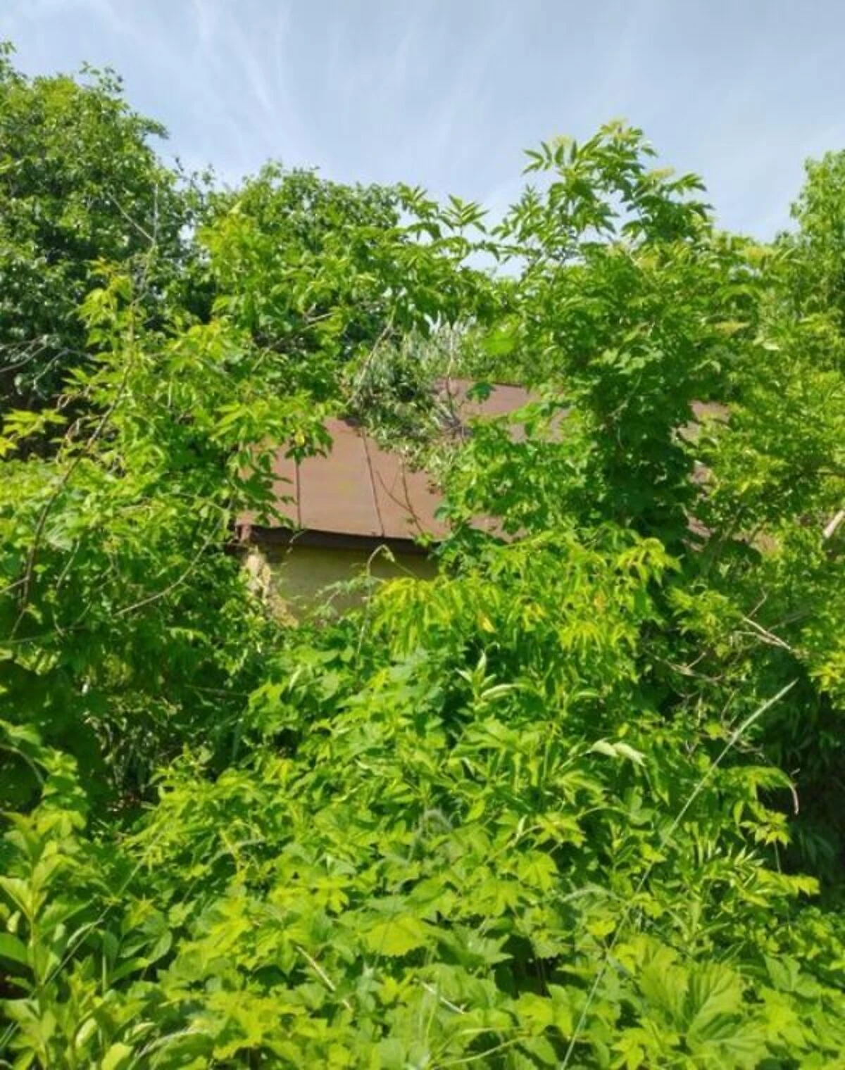 Будинок, Бахмач село: ділянка 59 соток, криниця - фото 5