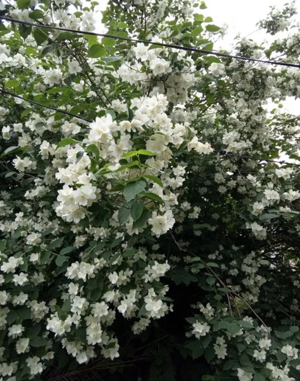 Будинок, Рованці: 30 соток, свердловина, фото 5