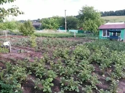 Ділянка 8 соток, Васильків: дача, теплиця 20 м², плодовий сад, фото 3