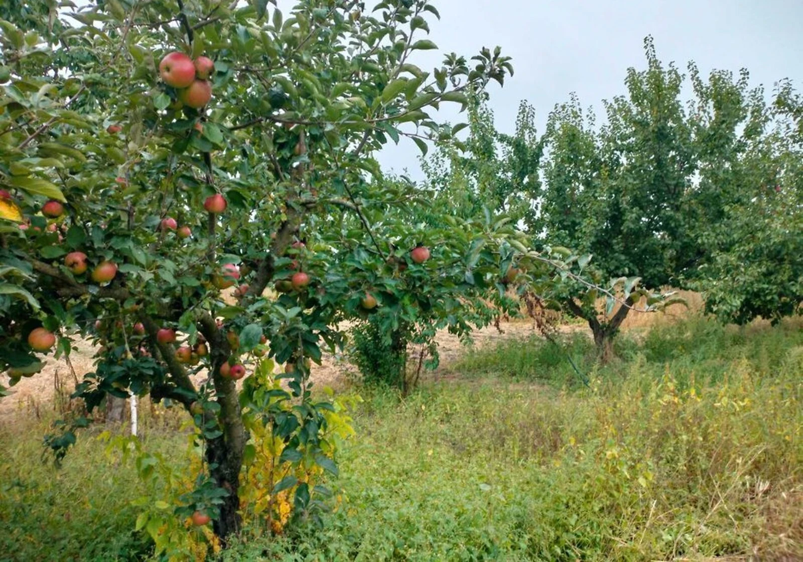 Будинок, Авдіївка (Куликівка): опалення, 35 соток
