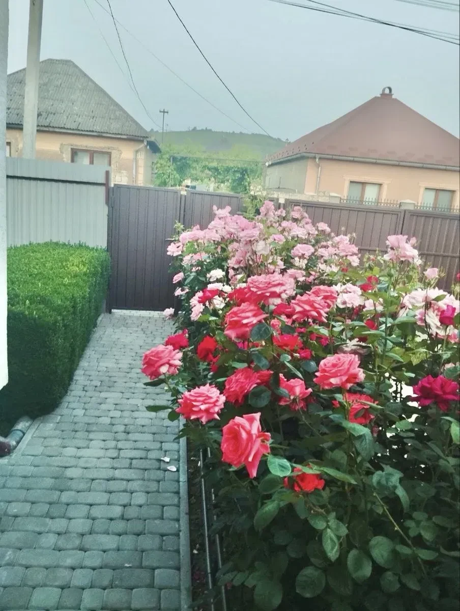 Будинок, Берегове: дві садиби під готель, діючий бізнес - фото 4