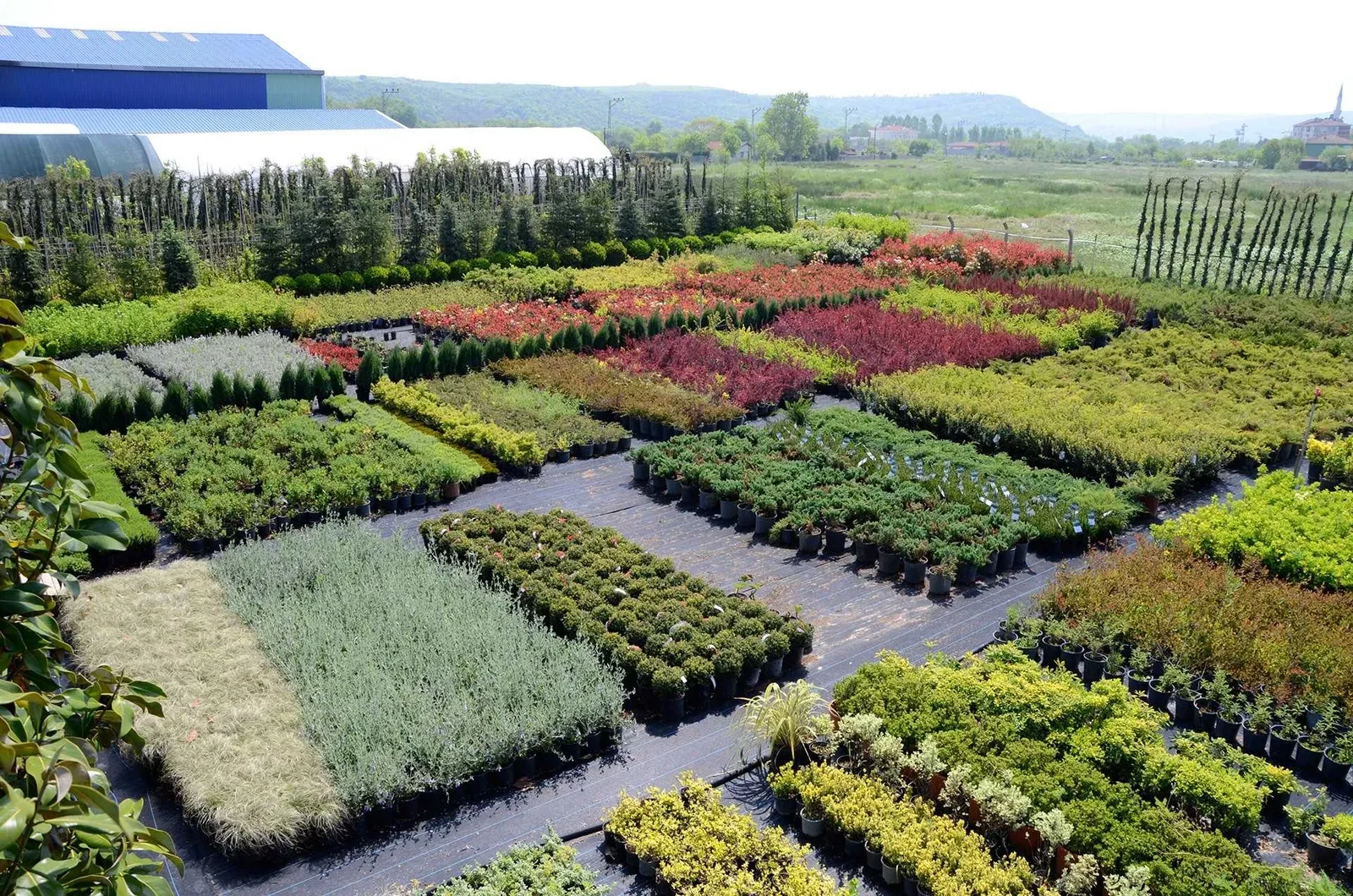 Участок 300 соток, Олешки: 3 км от Харькова, лавандовые поля - фото 3