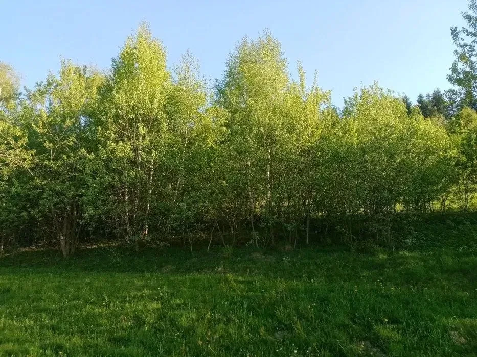 Участок 16 соток, Розлуч: у леса, обмен возможен, фото 2