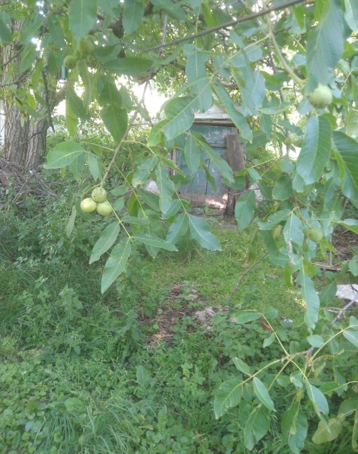 Будинок, Клепачі: літня кухня, ділянка 50 соток, фото 5