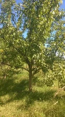 Ділянка 17 соток, Омелянів: під забудову, плодові дерева - фото 4