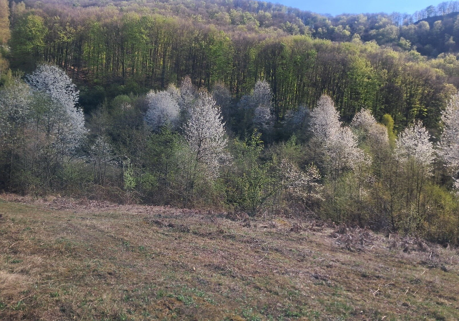 Ділянка 200 соток, Луково: гірський рельєф, криниця, фото 3