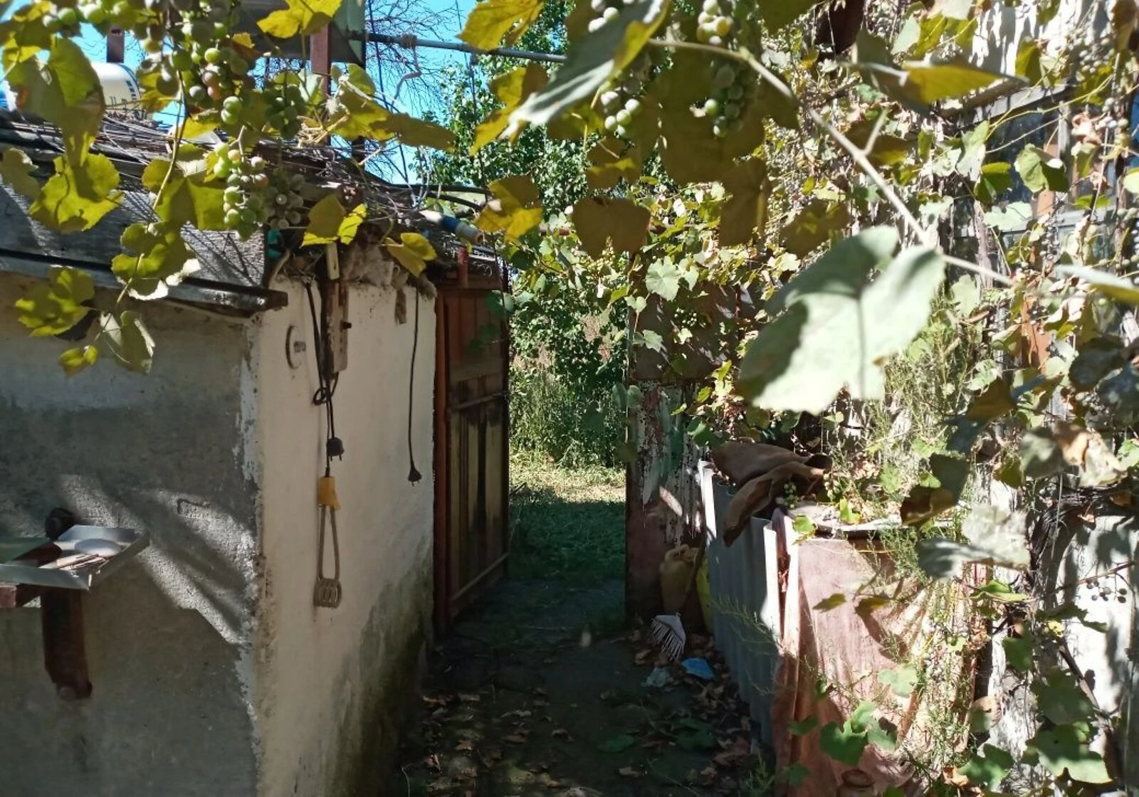 Будинок, Доманівка: господарські будівлі, сад, фото 5