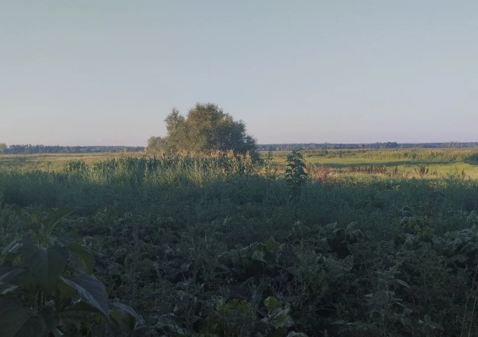 Ділянка 6 соток, Чигирин: під житлову забудову, приватна власність