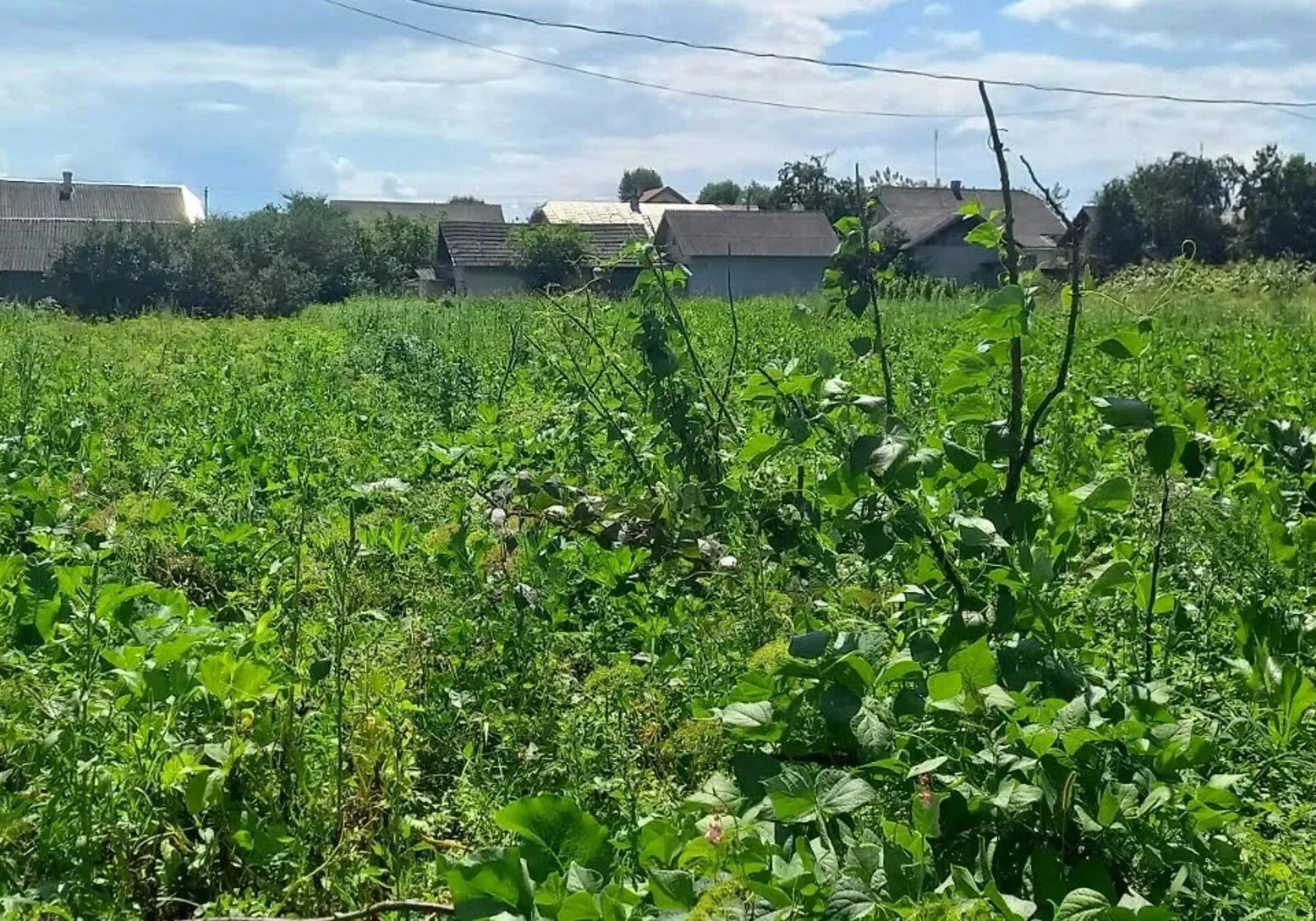 Будинок, Тлумач: цегляні стіни, централізоване опалення, фото 3
