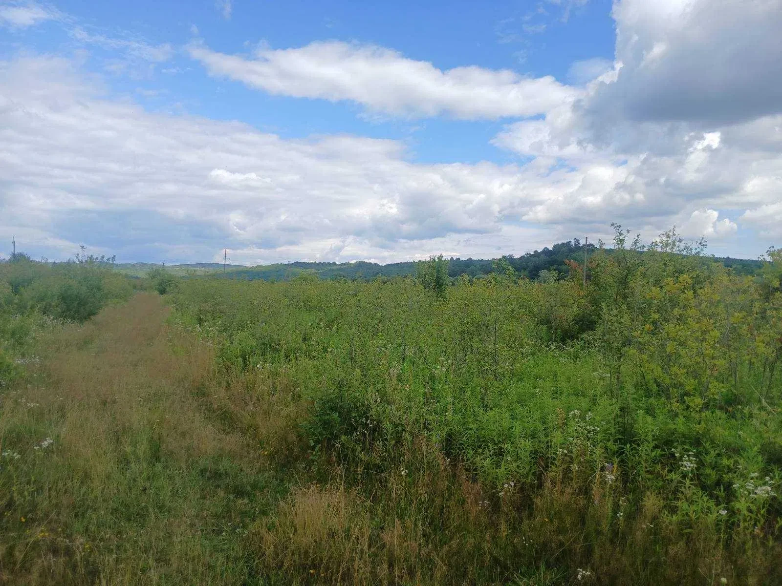 Ділянка 150 соток, Хуст: сільськогосподарська, поруч з обїздною - фото 4