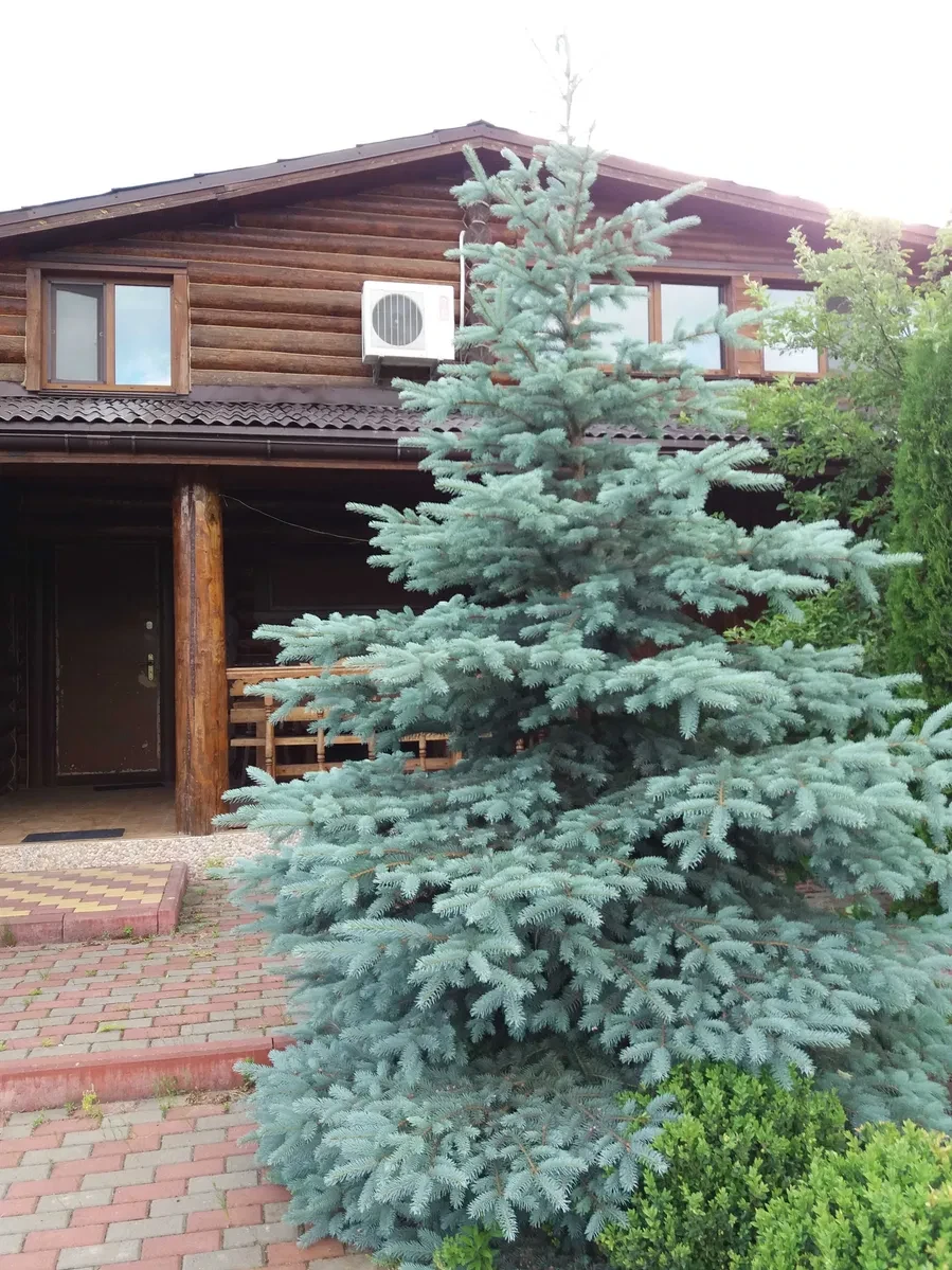 Будинок, Нижча Дубечня: зруб із карпатської смереки, озеро, баня, фото 2
