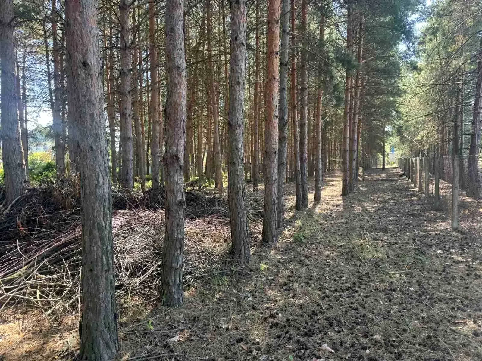 Ділянка 22,7 соток, Проців: фасадна, сосновий ліс, затока Дніпра - фото 5