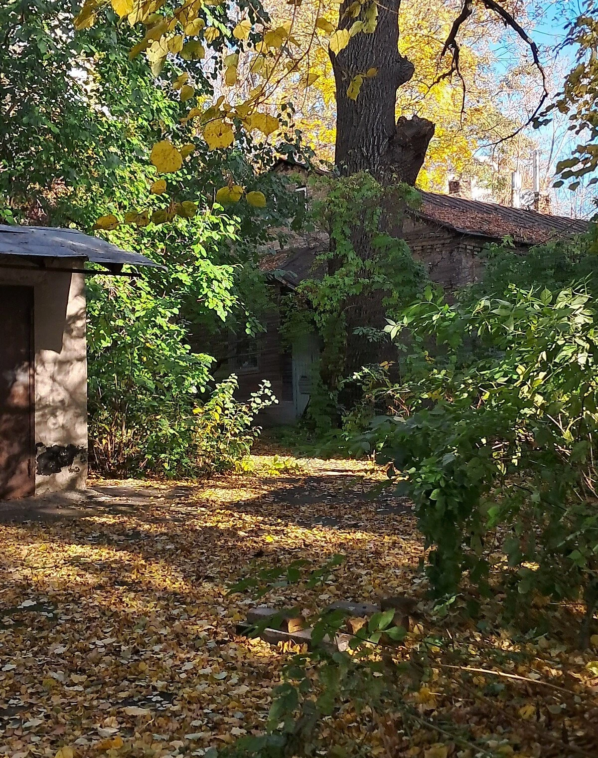 Ділянка 10 соток, Лук'янівка: під житлову забудову, сад - фото 4