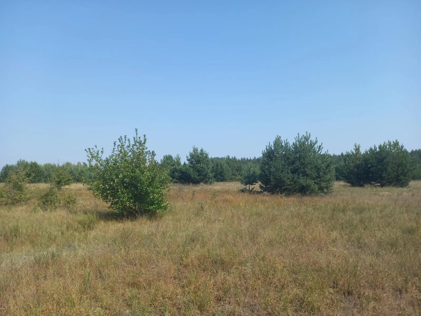 Участок 20 соток, Абрамовка: рядом лес, электричество, фото 5