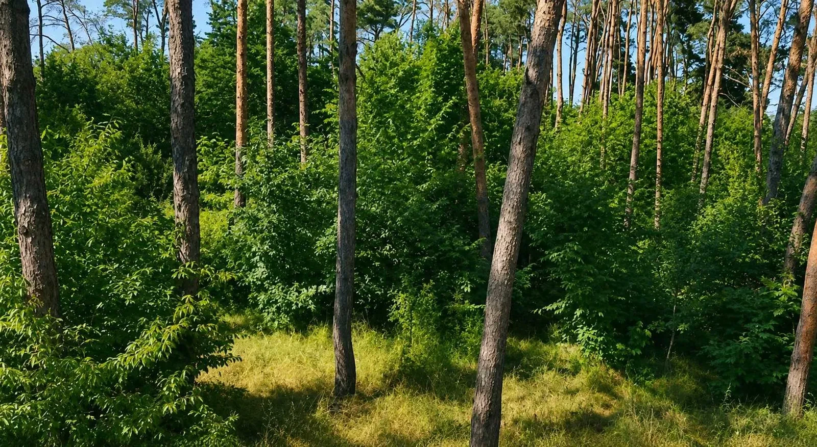 Ділянка 48 соток, Ладижин: сформований сосновий ліс, Південний Буг - фото 2