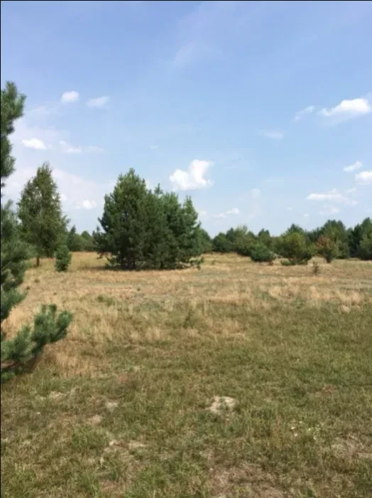 Ділянка 12 соток, Козинці: ліс і озера поруч, перший власник - фото 1