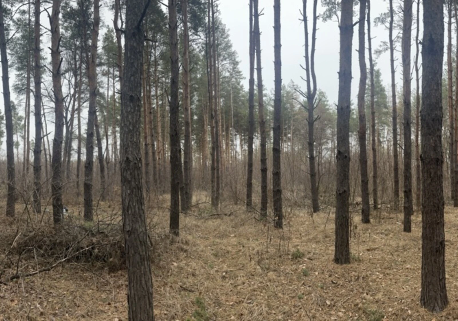 Ділянка 25 соток, Піщанка (Дніпро): під житлову забудову, під гараж, фото 2