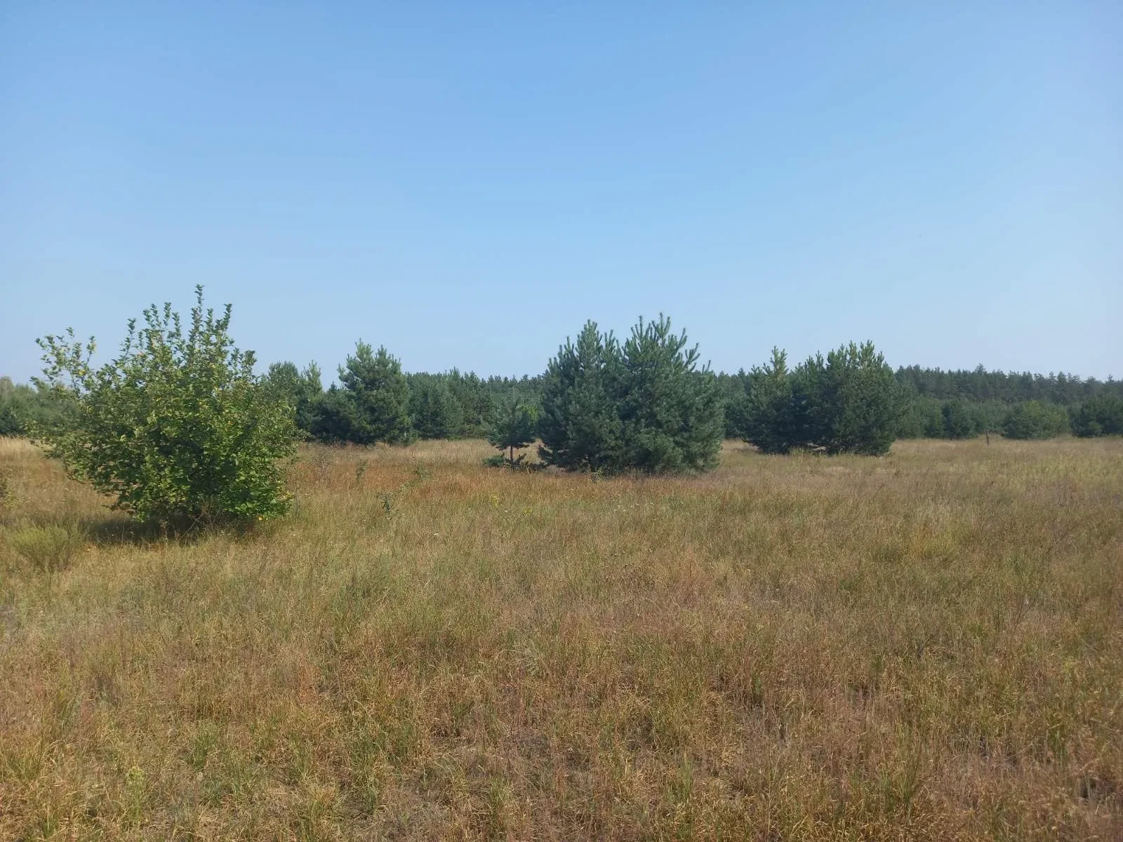 Ділянка 20 соток, Абрамівка: поруч ліс, електрика - фото 2