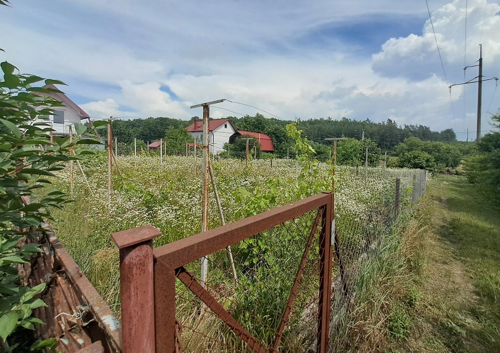 Земельна ділянка, Івачів Долішній: під забудову, виноградник, фото 2