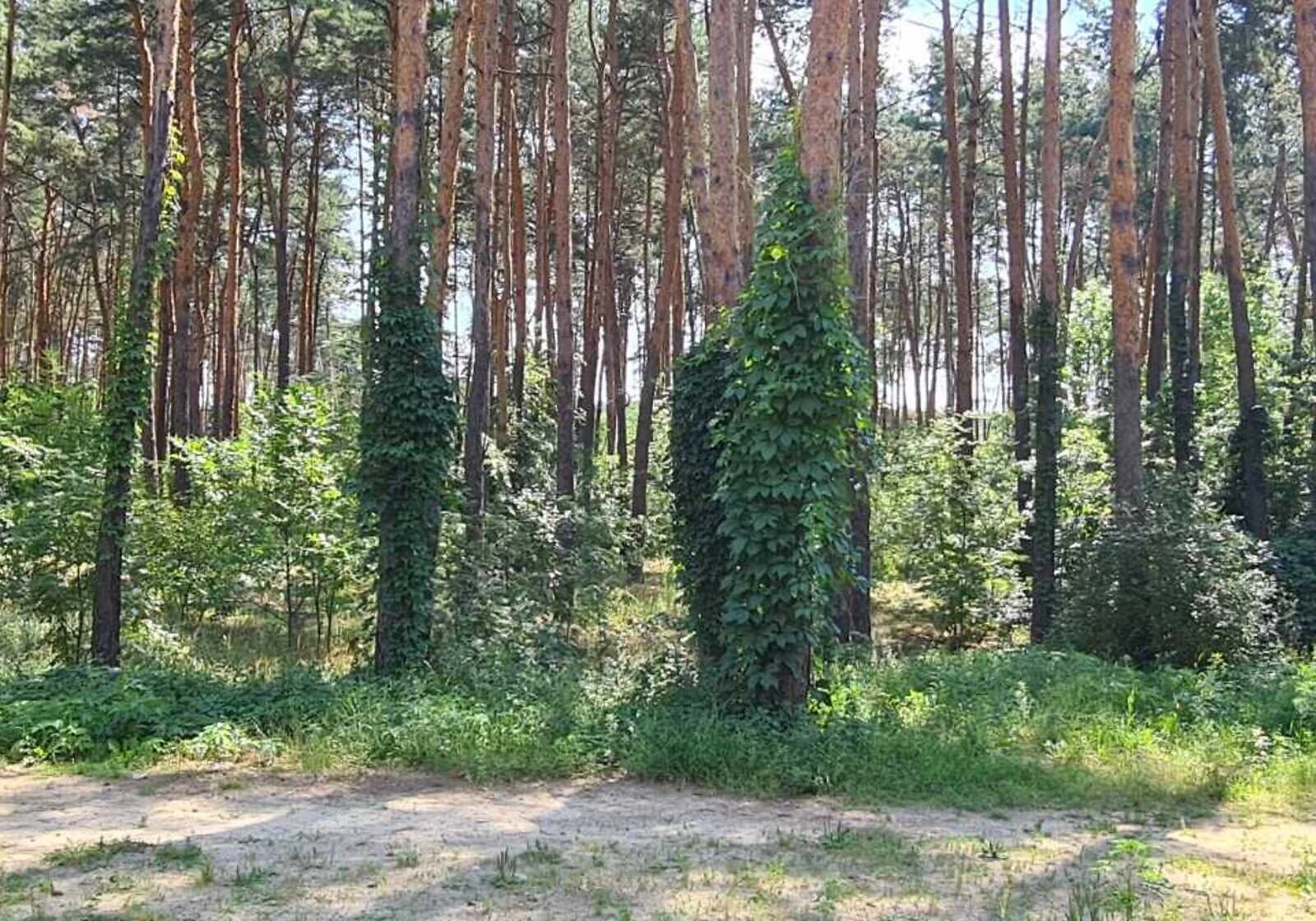 2-кімнатна квартира, Деснянський: кухня-студія, охорона території - фото 4
