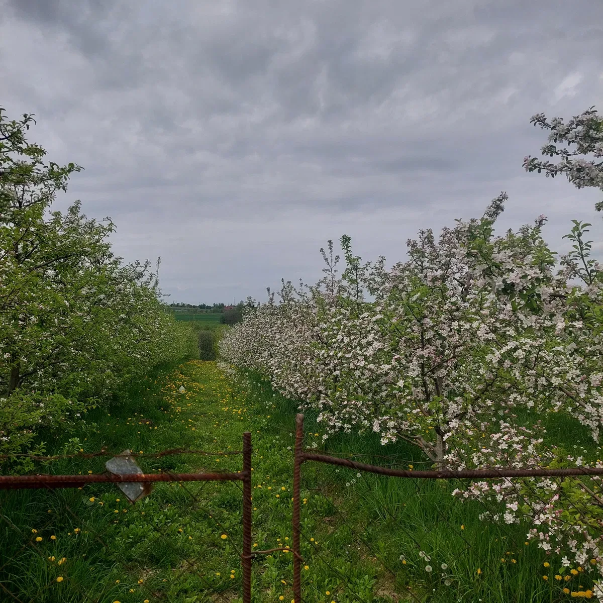 Ділянка 39 соток, Стуфчинці: сад із прибутком, під забудову - фото 4
