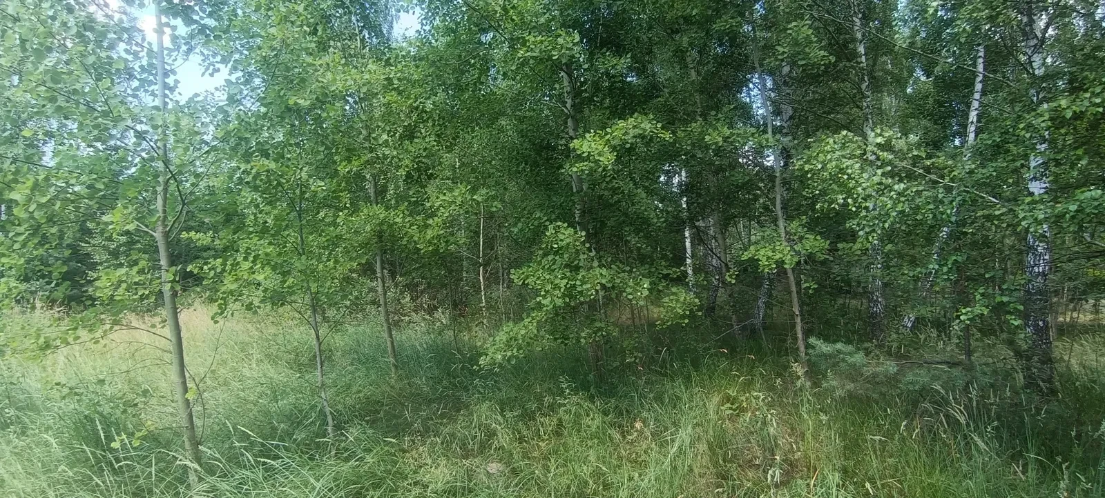 Участок 12 соток, Бабинцы: под застройку, березовая роща, фото 5
