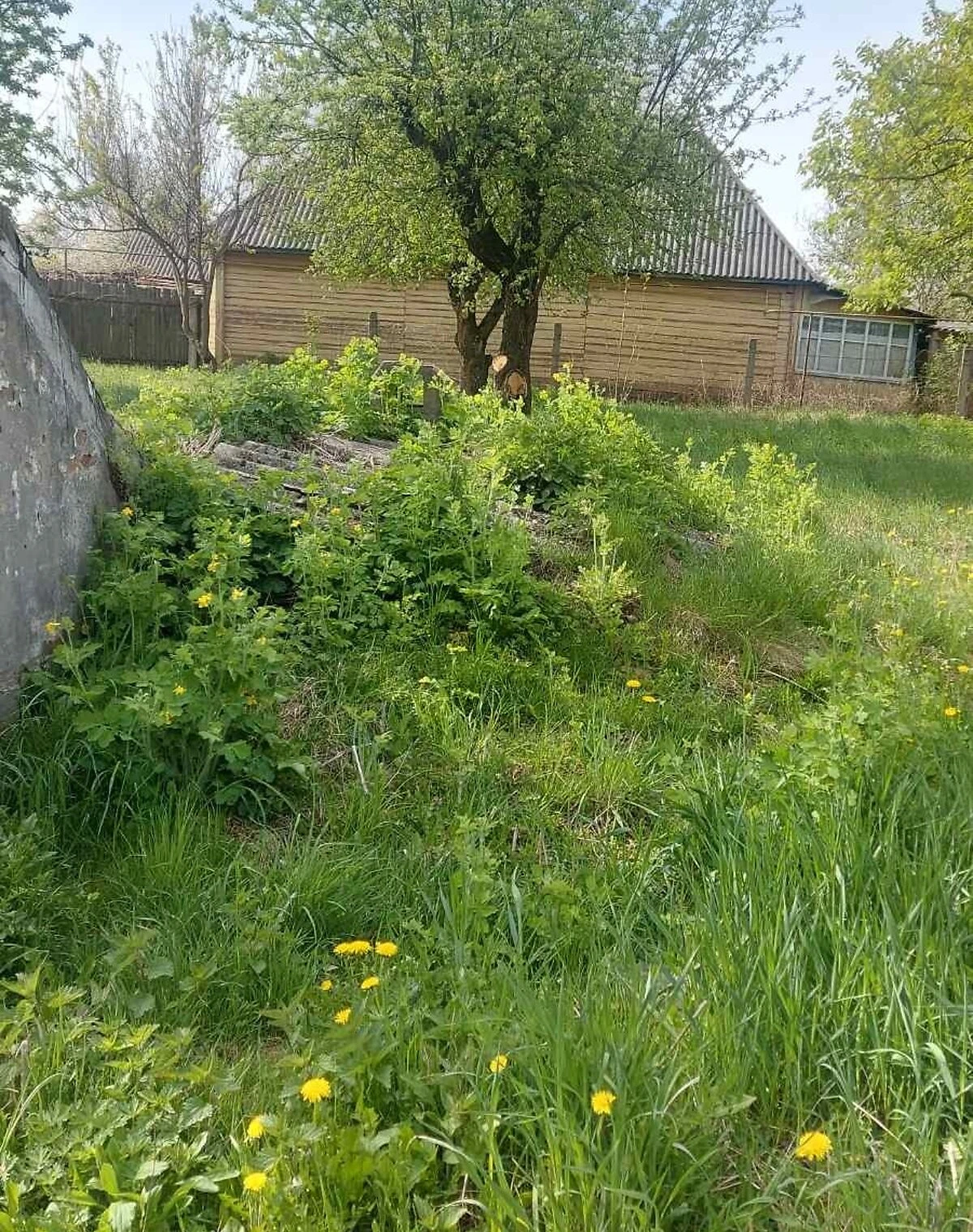 Будинок, Заріччя (Овруч): веранда, 65 соток, криниця - фото 4