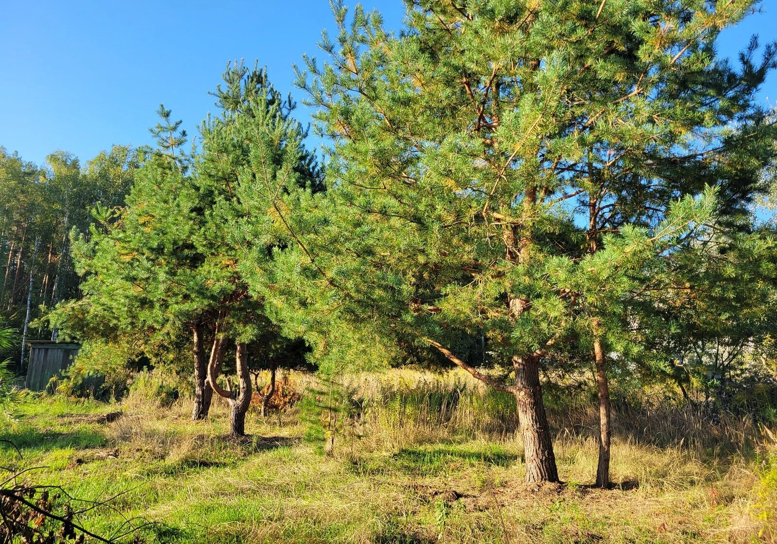 Ділянка 6 соток, Щасливе: під житлову забудову, електрика - фото 1